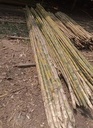 Bambu Kecil