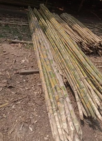 BAMBU KECIL